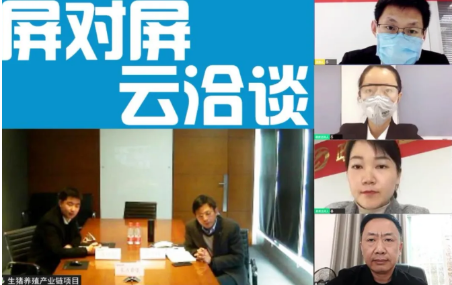 舉行生豬養(yǎng)殖全產(chǎn)業(yè)鏈投資選址項目的線上對接會，確保優(yōu)質(zhì)項目順利推進